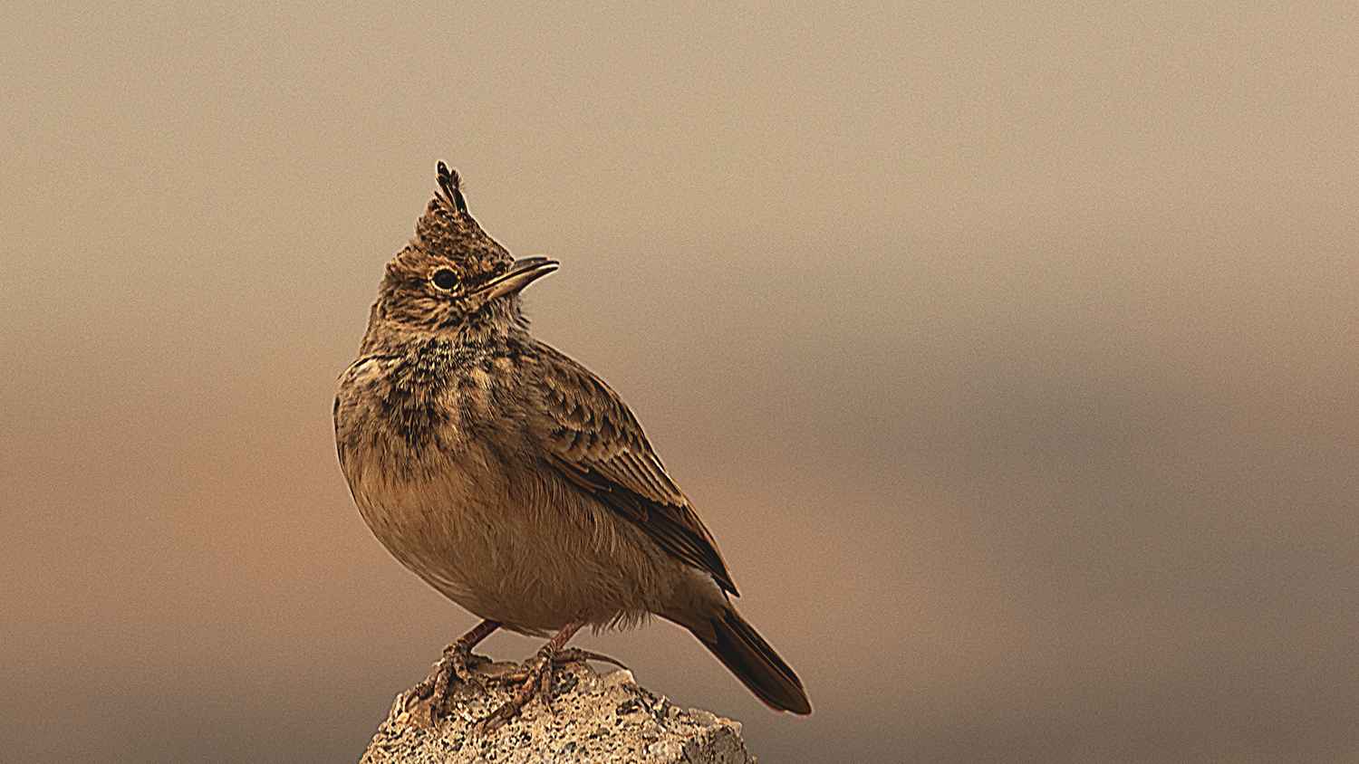 Crested Lark